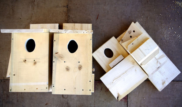 020214-hl-02 hl nests p1